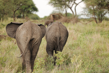 Fototapeta premium elephants in the savannah