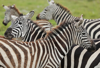 Fototapeta premium Zebras in wild