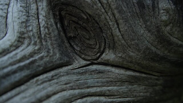 Weathered tree trunk curve filmed in forest during outdoor travel walk.