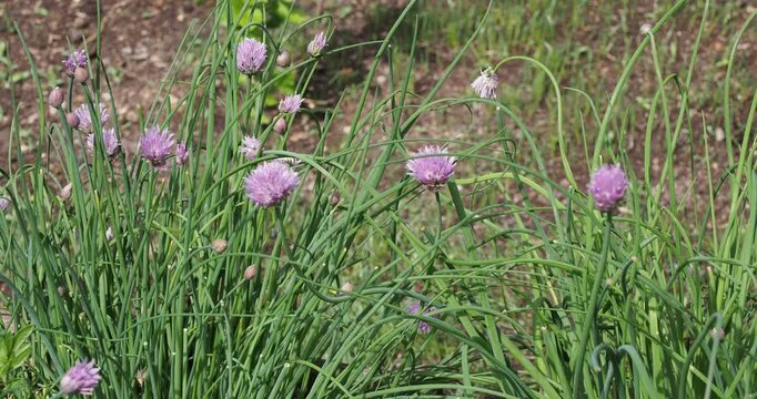 Allium schoenoprasum | Ciboulette - Civette - Fausse &eacute;chalote - Brelette. Condiment aromatique aux feuilles &eacute;ffil&eacute;es et fleurs rose-lilas en glom&eacute;rules au bout de tiges