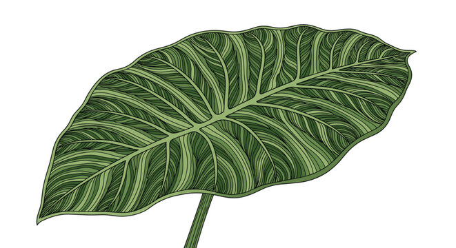 Detailed illustration of a large green taro leaf showcases intricate vein patterns on a stark white background.