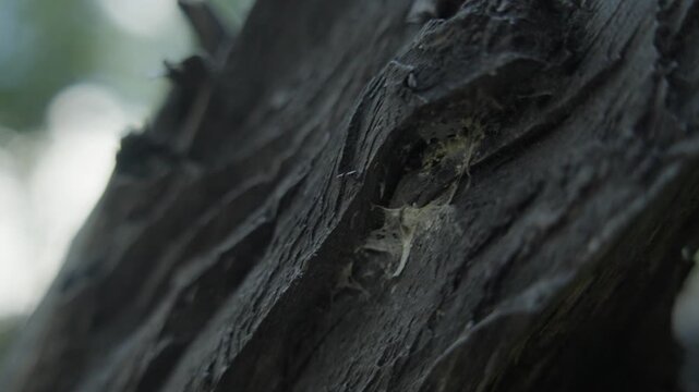 Dark tree trunk detail recorded outdoors during forest travel exploration.