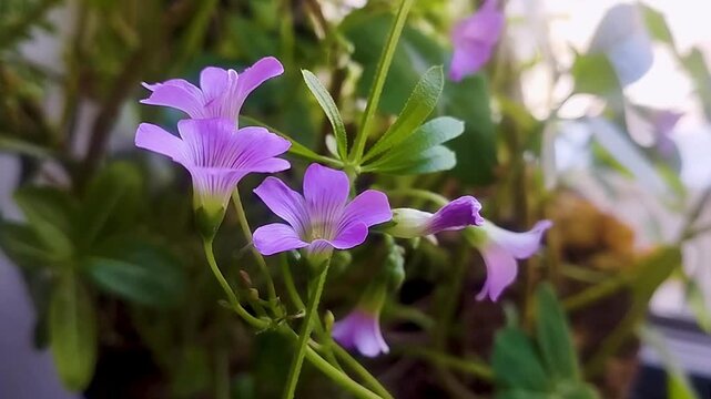 Pink Wood Sorrel Flowers Nature Beauty.