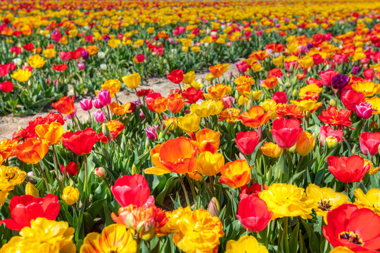 A serene garden scene with vibrant colorful tulips and lush greenery