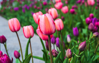 Obraz premium field of pink tulips