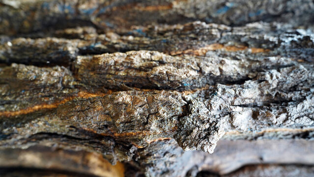 Detailed Wood Grain and Pine Tree Bark Surface