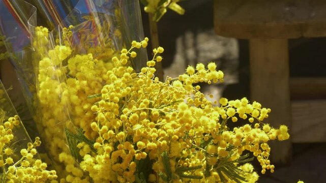 Spring mimosa plants for sale outdoors