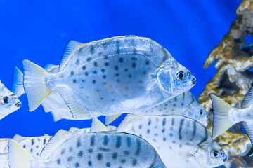 Fototapeta premium Spotted Scat tropical fish species swimming in blue water environment