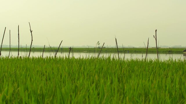 Calm water reflection of a rural riverbank with green grass in foreground. 