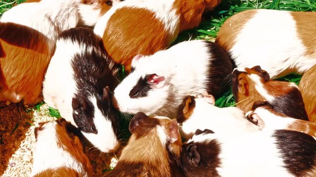 Group of Multi-Colored Guinea Pigs Huddled Together and Eating