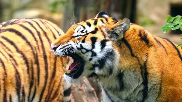 Close-up of a majestic tiger snarling and showing its teeth in the jungle