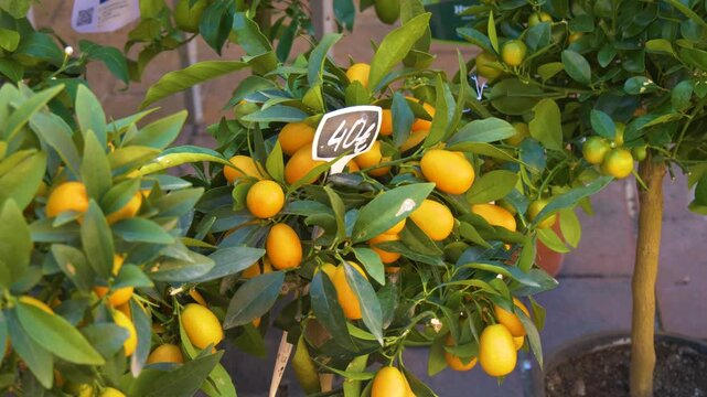 Fresh kumquats growing on potted citrus tree