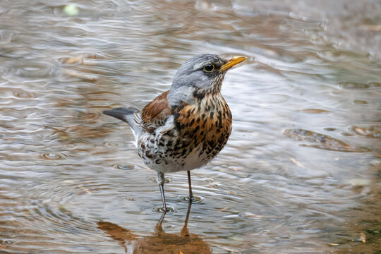 Fieldfare bird standing in a puddle with water reflection. Spring season, overcast weather in the park.