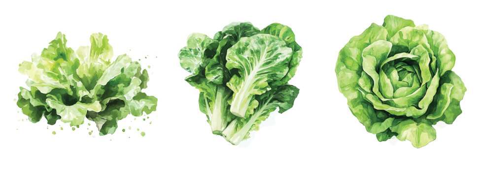 Vector set. Illustration of green lettuce painting design set, Hand-painted style, vectorized, vector set available in EPS, Simple Hand-painted watercolor style