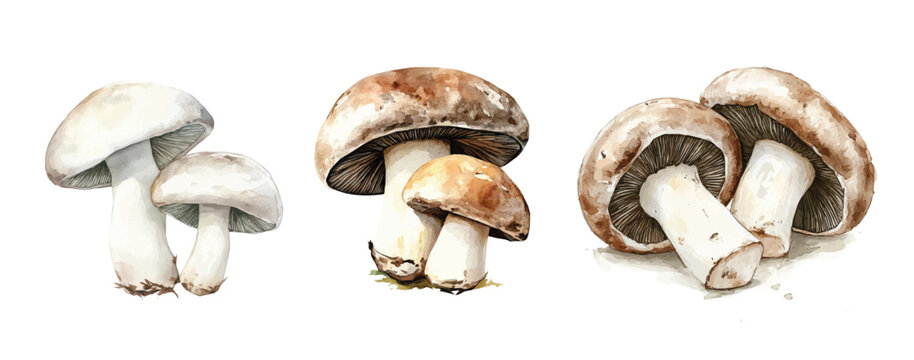 Vector set. Illustration of wild mushroom painting design set, Hand-painted style, vectorized, vector set available in EPS, Simple Hand-painted watercolor style