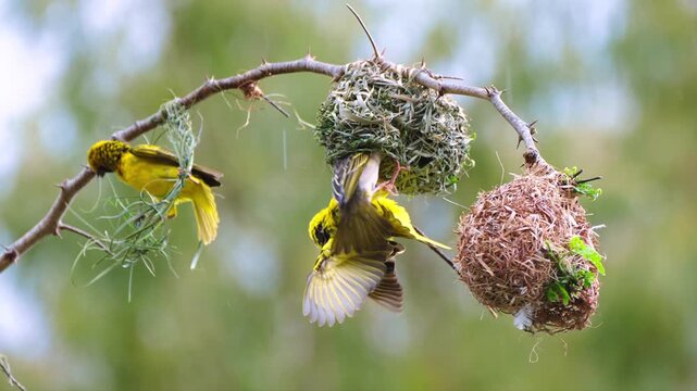 Yellow weaver bird hanging from its woven nest on a tree branch