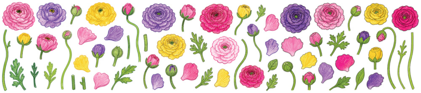 Vibrant collection of hand-drawn ranunculus flowers, buds, petals, and leaves in various shades of pink, purple, and yellow