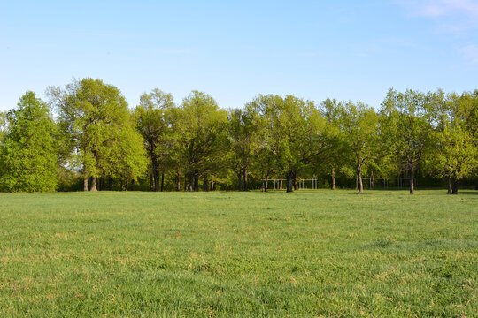 Green Grass Field with oak Trees in a row Under Blue Sky 