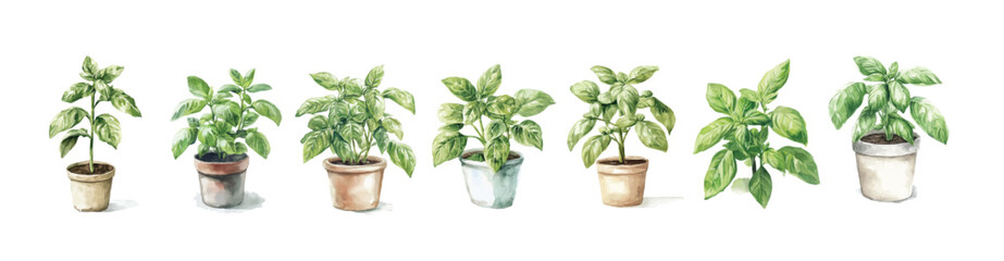 Fototapeta premium Vector set. Illustration of basil plant in pot painting design set, Hand-painted style, vectorized, vector set available in EPS, Simple Hand-painted watercolor style