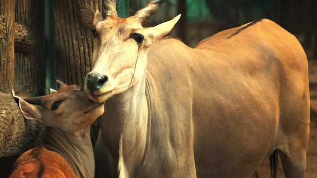 Close-up of a majestic eland antelope with spiral horns in the wild