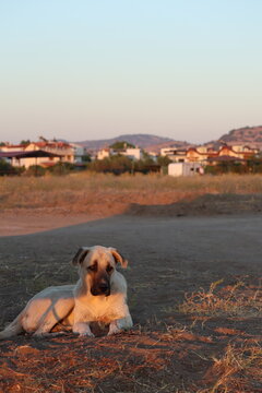 The Kangal Shepherd Dog or Turkish Kangal, street dog in Turkey