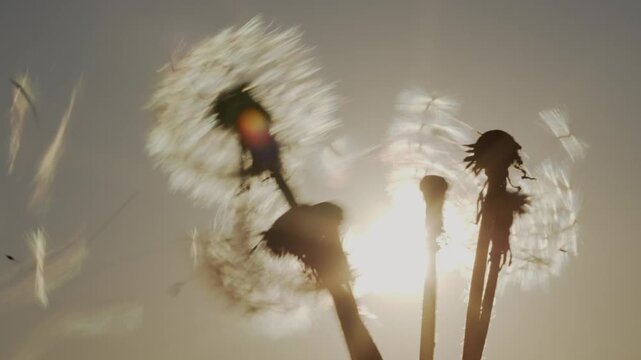 Dandelion flower seeds dispersing into wind at sunset in slow motion close up.