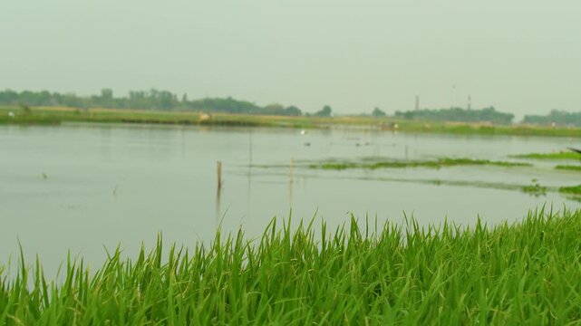Calm water reflection of a rural riverbank with green grass in foreground. 