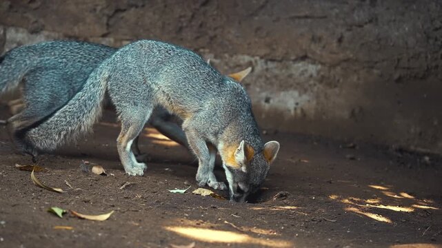 Gray fox sniffing the ground while foraging in its natural rocky habitat