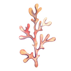 Obraz premium Sea corals, isolated watercolor illustration. Bright hand drawn clip art with marine animals for stickers, ocean-themed decor, and coastal design.