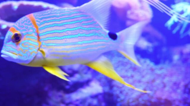 Close-up of a striped tropical snapper fish swimming near a coral reef