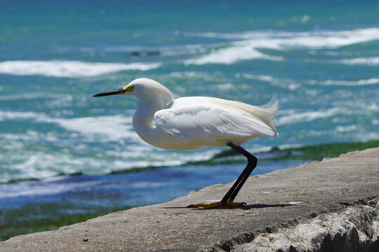 Snowy Egret Standing on Concrete Wall by the Ocean