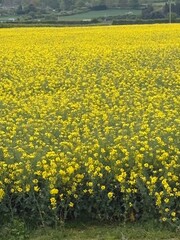 Obraz premium Expansive field of vibrant yellow rapeseed flowers stretching across the rural countryside under natural daylight, capturing the beauty of agricultural farmland and seasonal bloom.