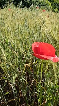 Sun-Drenched Wheat Fields and Wild Poppies in Guelma, Algeria