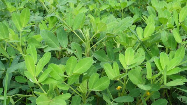 Groundnut Plant Growing in Agricultural Field
