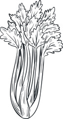 Celery drawing illustrating a fresh green vegetable with leaves © Tartila