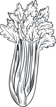 Celery drawing illustrating a fresh green vegetable with leaves