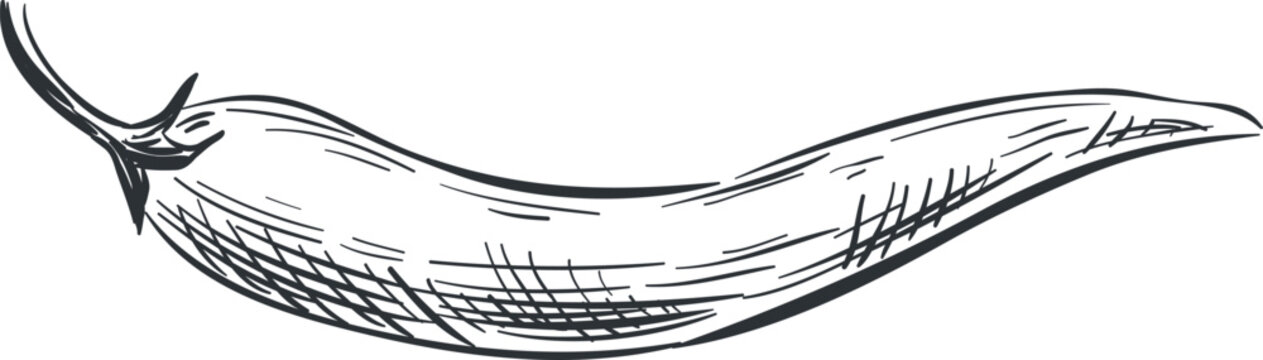 Chili pepper sketch illustrating a commonly used hot and spicy food item