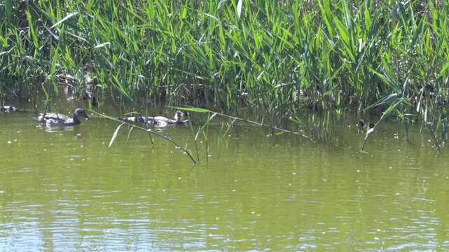 Duck with ducklings swimming along dense reed thickets on a green pond