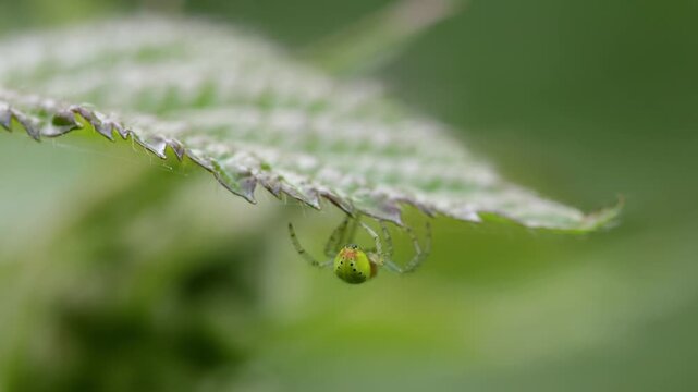 A small green Cucumber Spider, Araniella species, on the underside of a Bramble leaf. Spring. UK