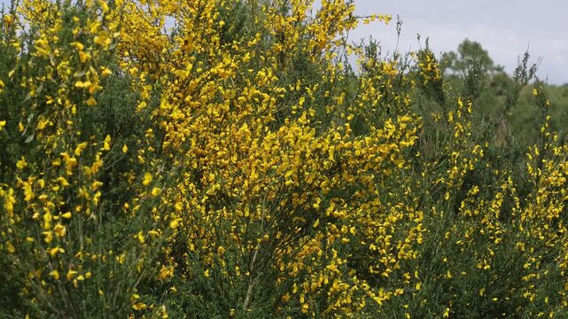 A Broom shrub, Cytisus scoparius, in flower in Spring. UK