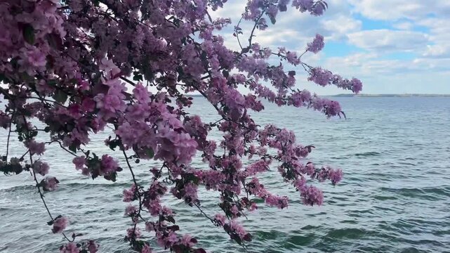 The branches of a Cherry Blossom tree in front of a large lake with wind blowing on a spring day.