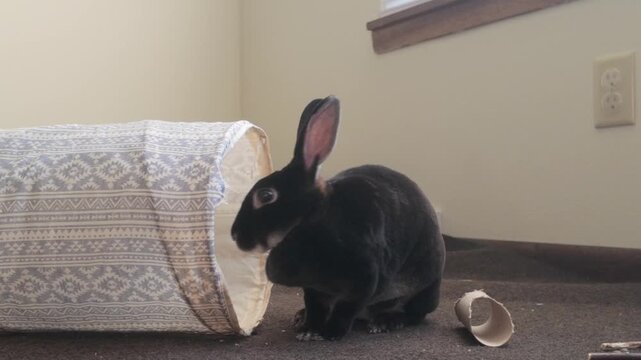 A dark colored pet rabbit runs into her tunnel to play in her indoor area.