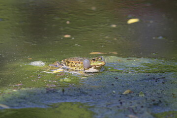 Fototapeta premium Wasserfrosch beim Quaken