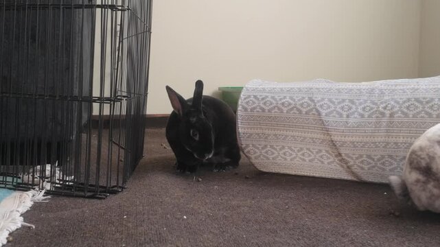 A dark pet rabbit grooms itself in their indoor environment next to a tunnel to play in and an indoor gate.