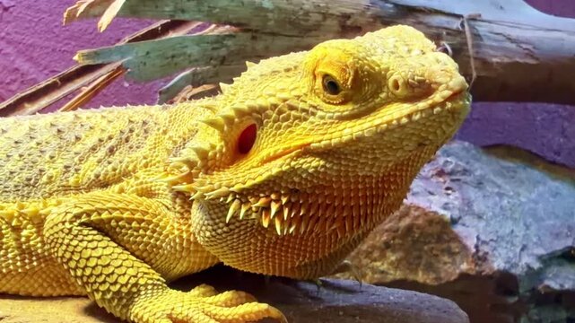 Close-up view of a Pogona vitticeps or bearded dragon lizard resting on rock inside reptile terrarium enclosure.