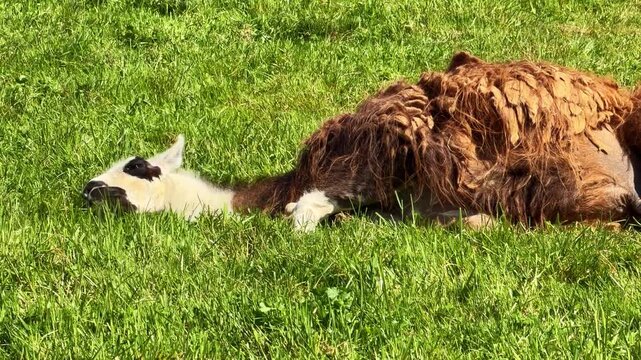 Brown llama or lama glama lies exhausted on green grassy meadow during calm sunny afternoon.