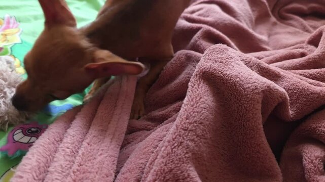 Small chihuahua puppy playing with fluffy toy and pink blanket on bed. Dog biting fabric and having fun in bedroom. Cute animal activity for pet lifestyle.