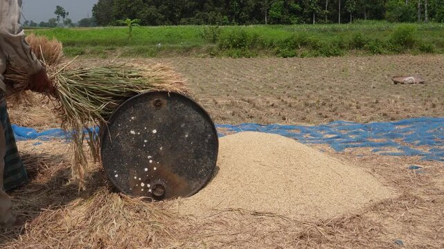Traditional manual rice threshing in rural farm