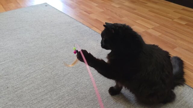 Black cat playing with feather toy on rug. Pet swatting at dangling object. Domestic feline hunting movement during indoor activity for animal behavior concept.