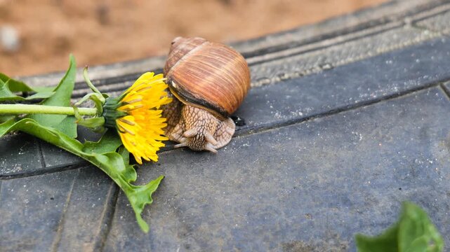 Close-up of a snail slowly extending its antennae and eyestalks in natural environment